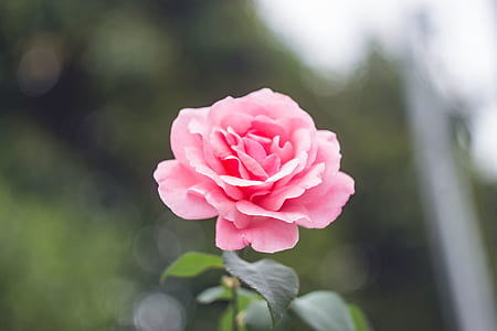 Close-Up Photography of Pink Rose
