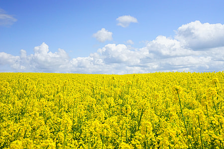 yellow rapeseed flowering field at daytime