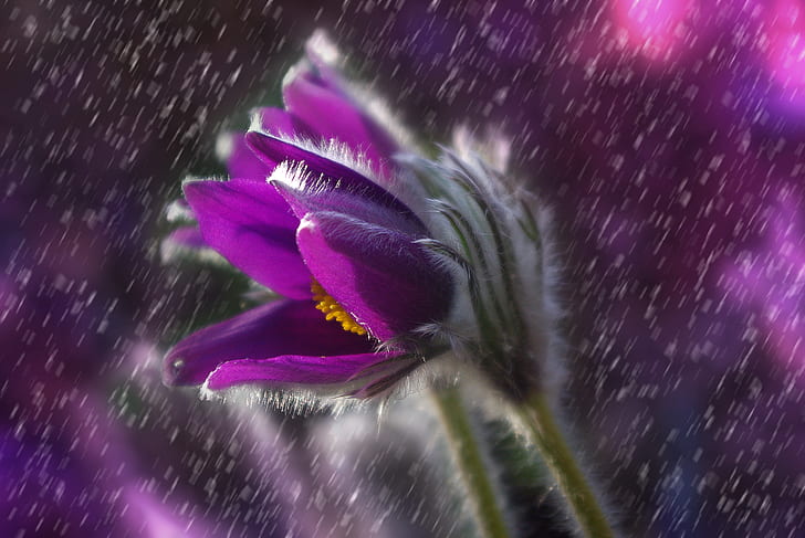 shallow photo of purple flower