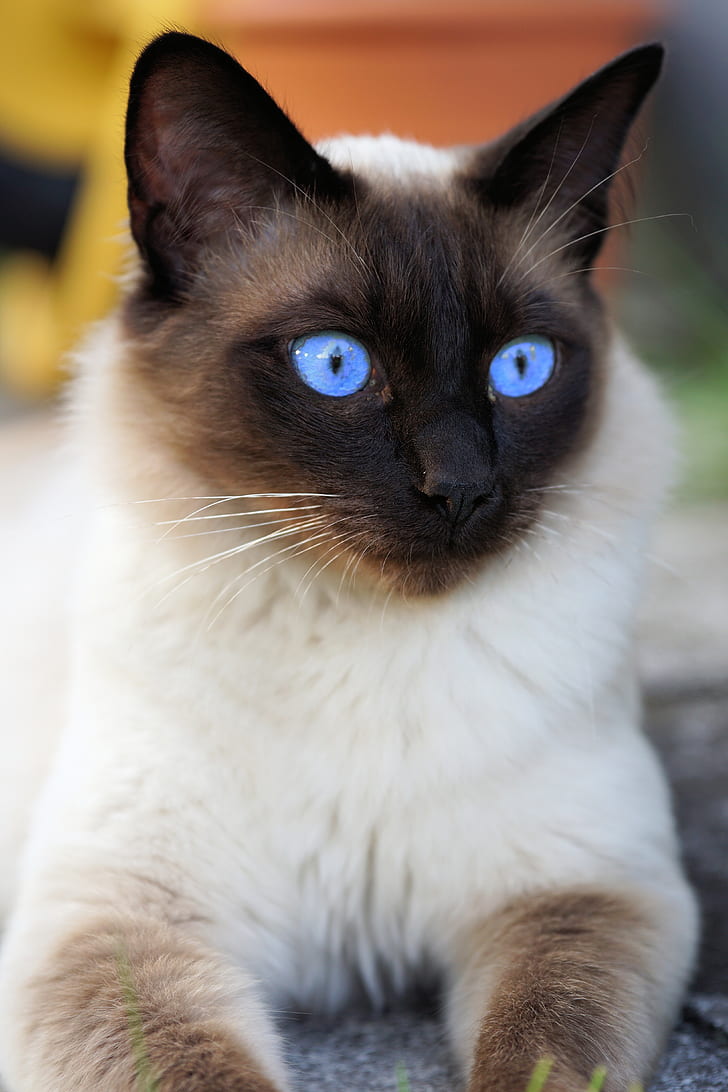 closeup photography of siamese cat