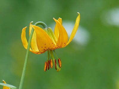yellow lily close up photo