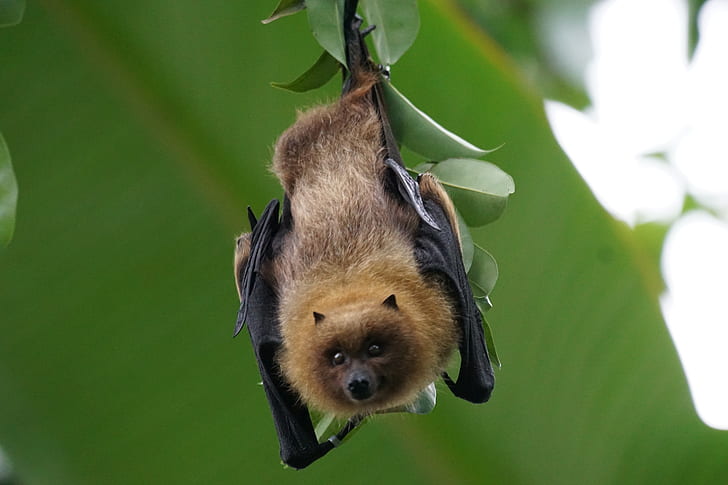 brown and black bat on green leaves