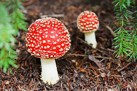two red mushrooms in shallow focus photography