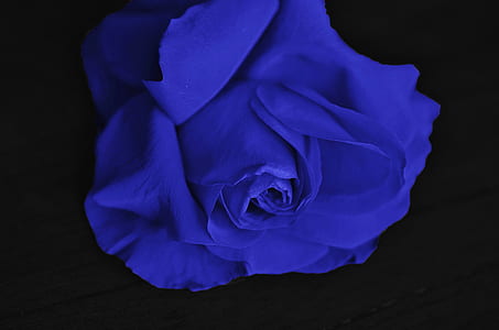 close up photography of blue petaled flower