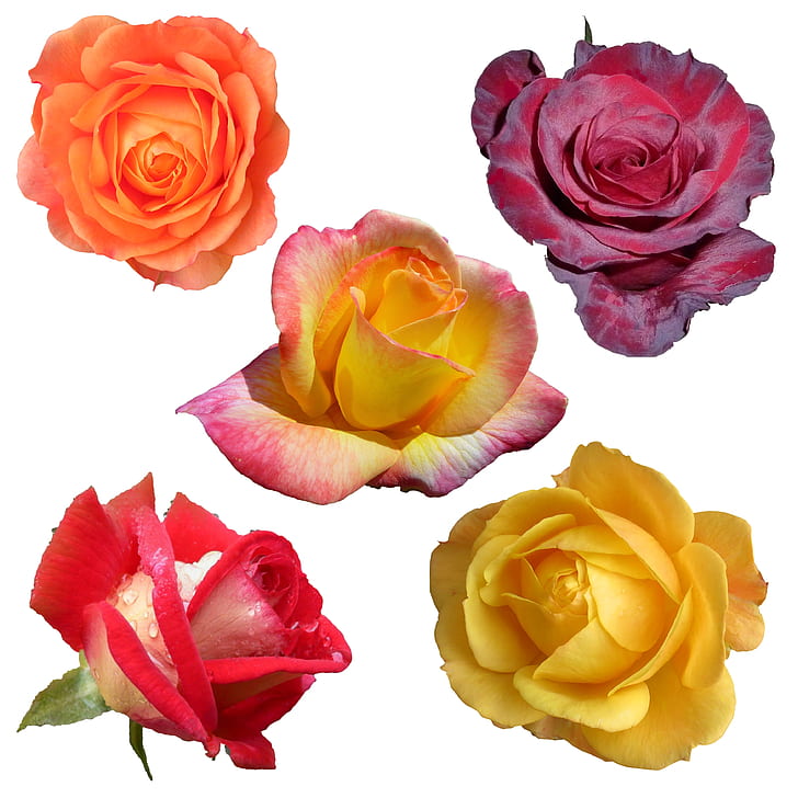 five assorted-colored roses collage