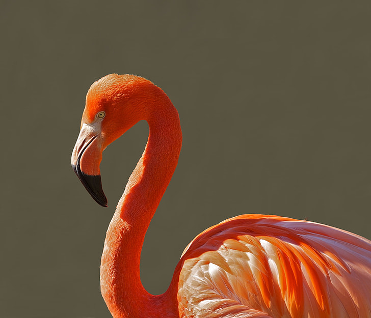 close-up photo of flamingo