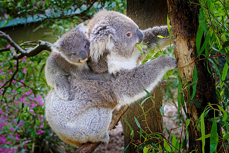 two Koala bears sits on tree branch during daytime