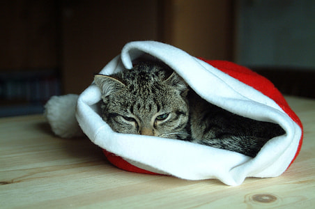 cat sleeping on santa hat