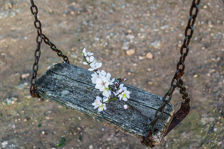 white flowers on wooden bench