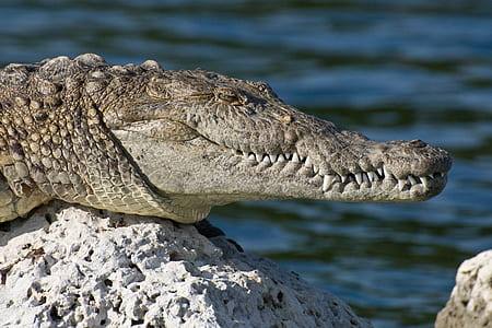 alligator on gray rock
