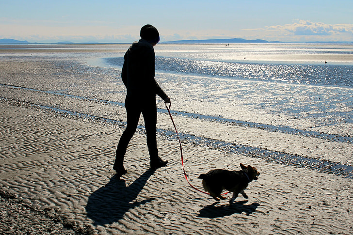 person walking Chihuahua on seashore