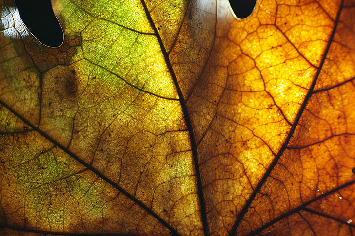 close up photo of maple leaf