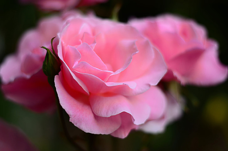 macro pink flower