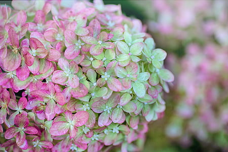 pink and green petaled flowers