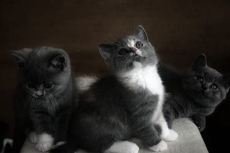 three black kittens looking up
