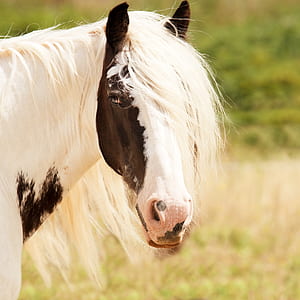 white and black horse