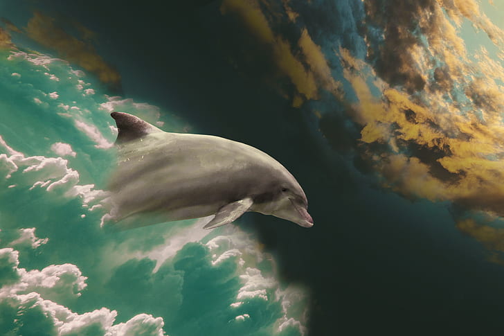 painting of dolphin and clouds