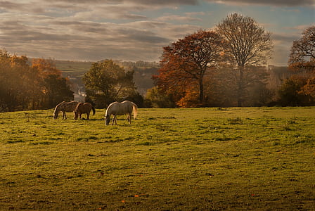 white and brown horses on green grass field