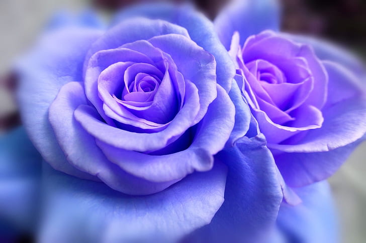 Royalty-Free photo: Blue roses | PickPik