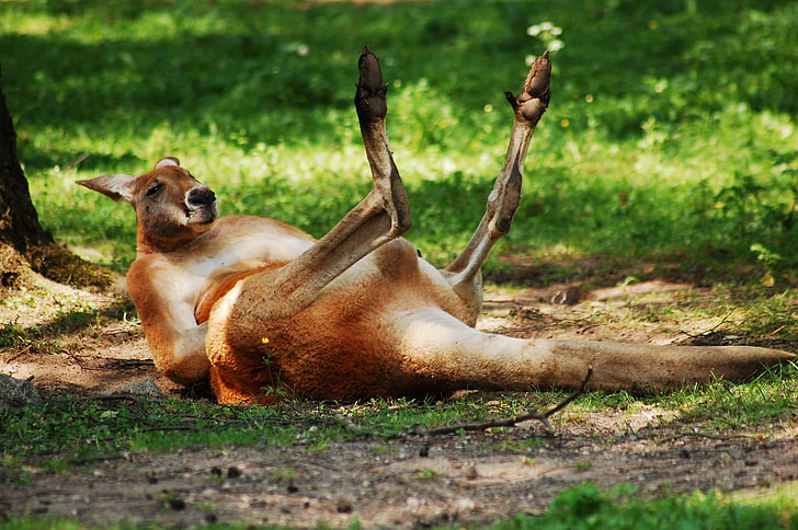 brown kangaroo lying on grass field