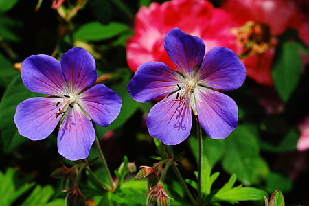 selective focused photo of purple petaled flowers