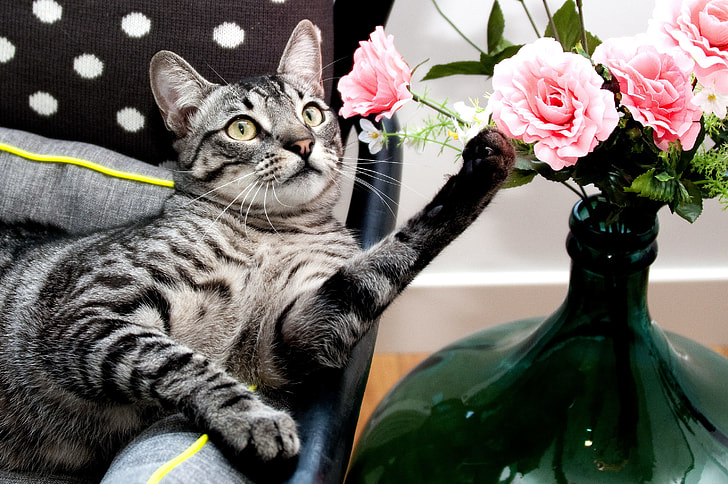 tabby cat beside pink roses