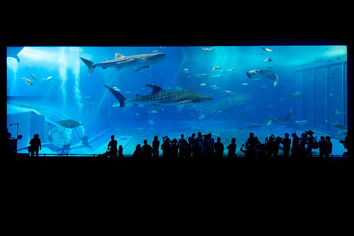 silhouette of people in front of aquarium