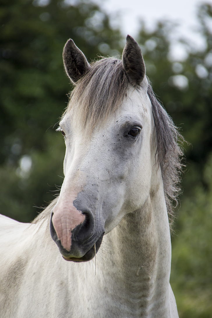white and grey horse