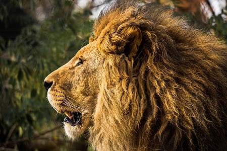 shallow focus photography of brown lion