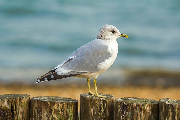 shallow focus photography of white bird on brown wooden trunk