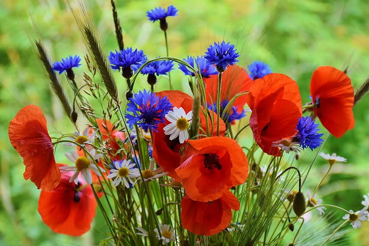 red, blue, and white flowers