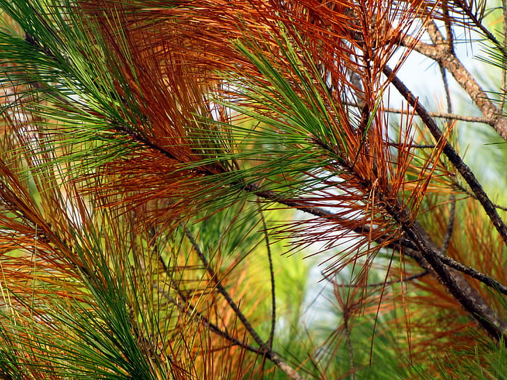 close-up photo of green and red leaf plants during daytime