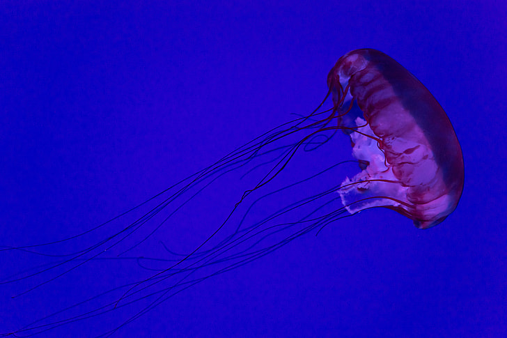 Jellyfish in ocean water