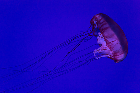 Jellyfish in ocean water