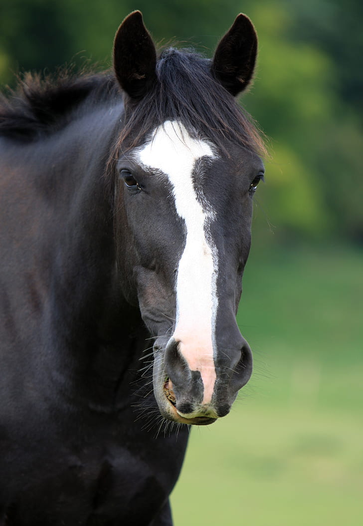 selective focus photography of white and black horse