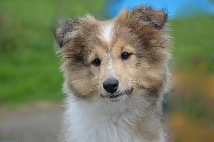 shetland-sheepdog-young-puppy-dog-preview.jpg