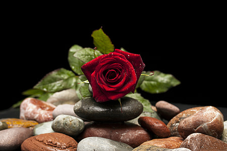 red rose on black stone