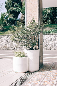 Two Green Potted Plants