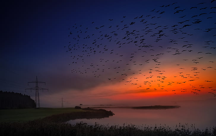 flock of black birds at sunset