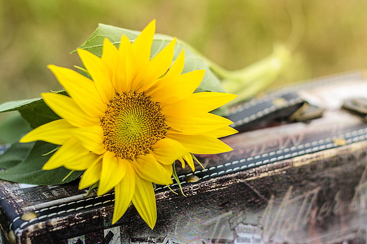 close up photo of yellow sunflower on brown wooden box