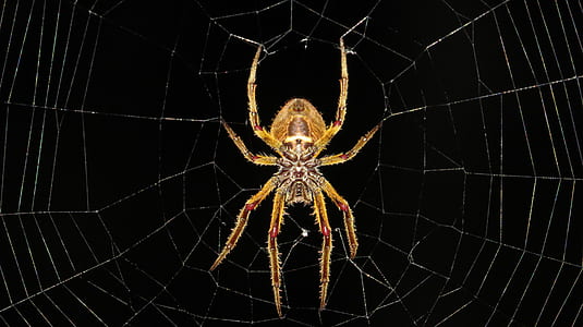 yellow barn spider low angle photography at night time