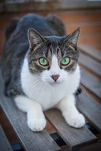 white, black, and gray tabby cat on brown wooden chair