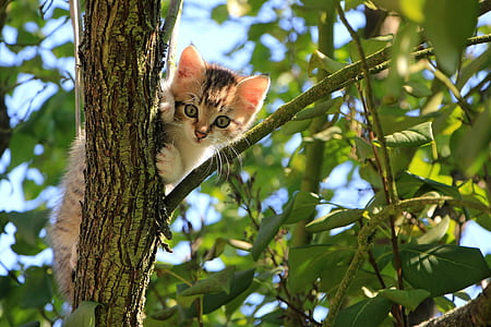 brown and white kitten on top of tree branch during daytime
