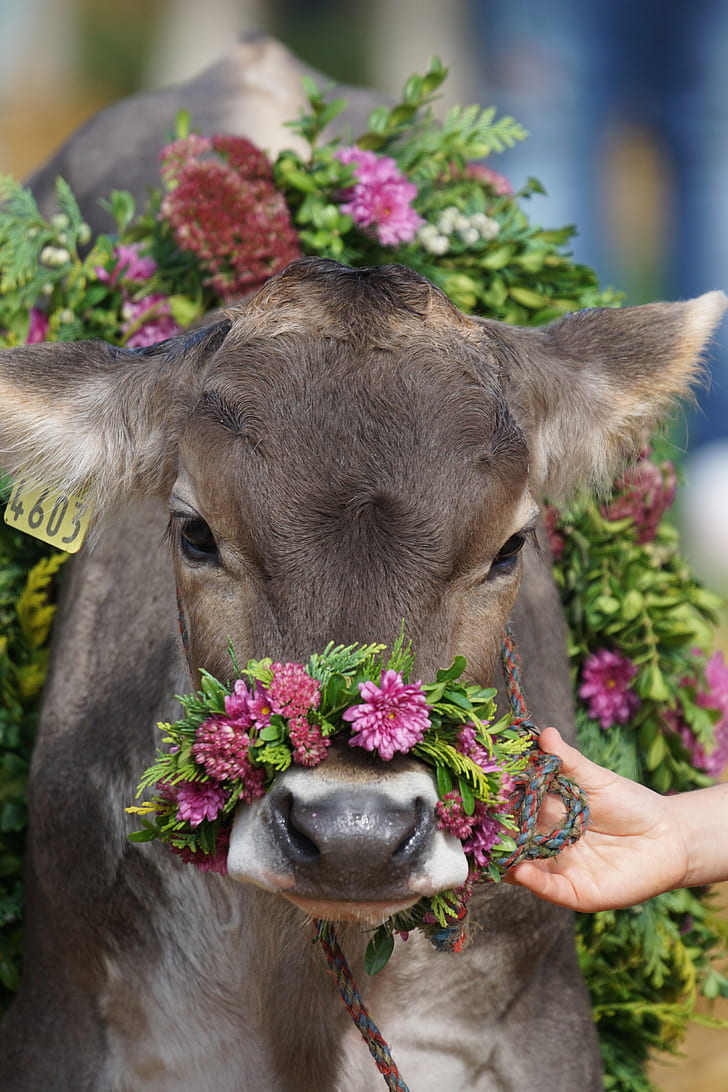 brown cattle with pink flowers headdress close up photo