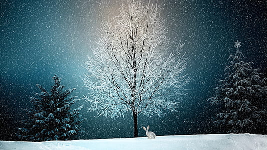 photo of rabbit near withered tree with snow