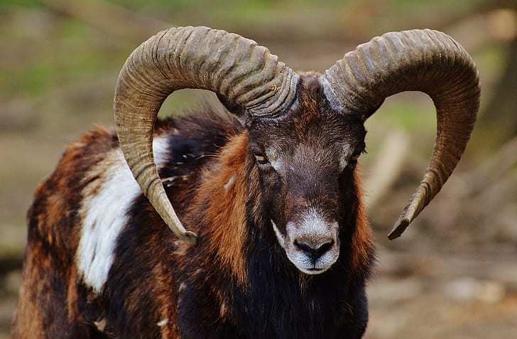 selective focus photography of brown, white, and black ram