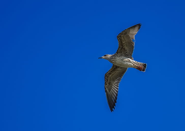 White and Grey Bird Flying during Day Time