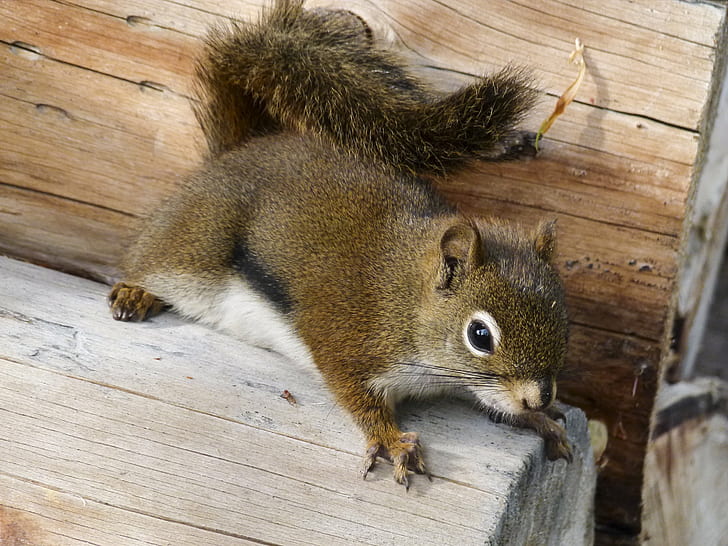 brown squirrel on brown log