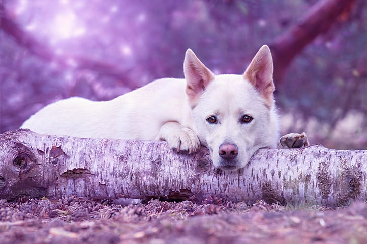 medium short-coated white dog lying on ground