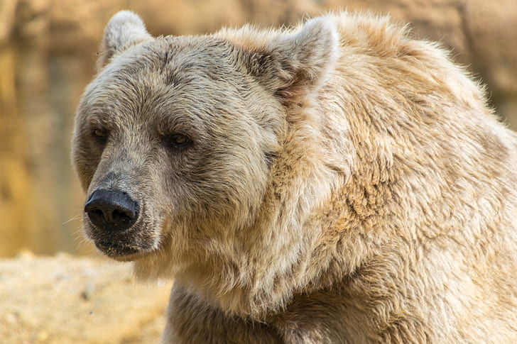 photo of gray adult bear